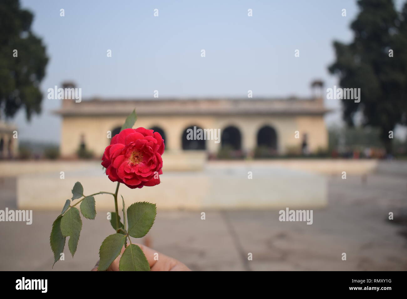 Dies ist das Bild in hoher Auflösung von Red Fort in Delhi, Indien gelegen, mit einem Rose Blume davor. Es ist ein historisches Denkmal von Shahjahan. Stockfoto