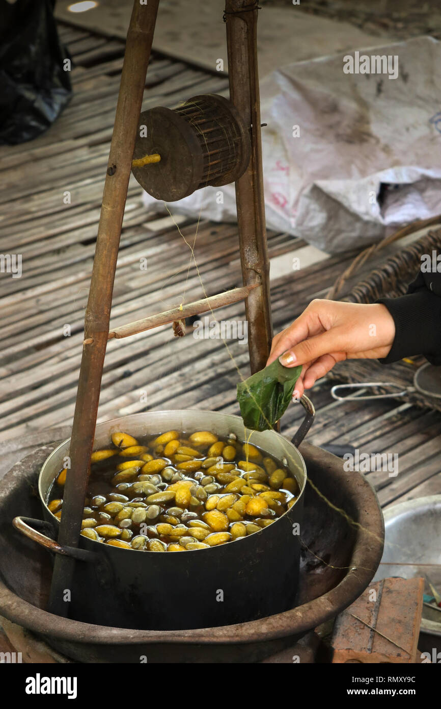 Kambodscha, Phnom Penh, Koh Dach, Seide Insel traditionelle Weberei Zentrum, getränkt Silk Worm Kokons, mit aubergine Blatt entwirrt Stockfoto