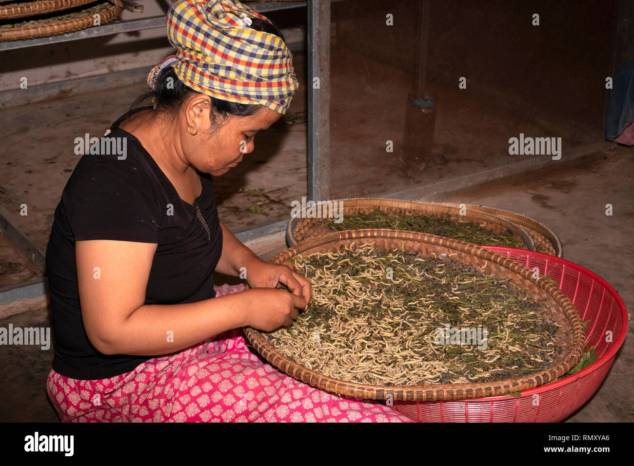 Kambodscha, Phnom Penh, Koh Dach, Seide Insel traditionelle Weberei Zentrum, Frau Trennung Seidenraupen aus maulbeerblättern von Hand Stockfoto