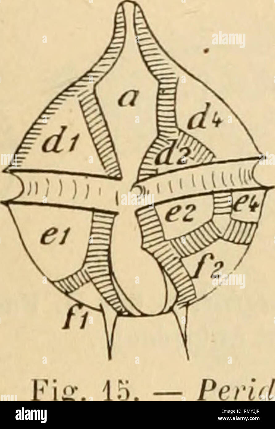 . Annales des sciences naturelles. Zoologie; Biologie. ETUDE DES PERIDINlEiNS ET DES INEUSOIHES CILIES 229 Auf voit donc que la septième Plakette antéquatoriale fait Défaut, ainsi que la seconde Plakette frontale. L'Fehlen tun cette Dernière est compensée par lu Grand développement de la Plaque apicale C3 qui passe derrière la Plaque frontale, de forme irrégulière et très allongée, et va rejoindre la Plaque C4. Le Pôle antapical est à peu près régulier, et ne se Signale guère que par le développement des Deux Plaketten Gi et G2, ce qui bordent sillon Längs. Les Plaques sind ponctuées; les Aloebäume Stockfoto