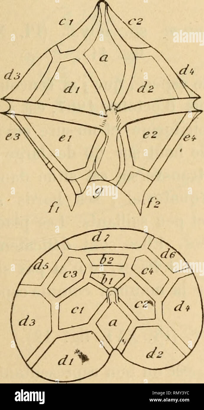 . Annales des sciences naturelles. Zoologie; Biologie. ÉTUDE DES PÉIUDIMENS ET DES INFUSOIRES CILIES 223 Les Deux extrémités du Sillon transversal sind infléchies légèrement au-dessus du Plan équatorial; les deux Bords de ce-sillon sind Lisses et peu saillants. Le Sillon längs estlisseel peu Profond; Il est bordé à droite et à gauche par une légère crête. La Disposition des Plaques régulière est Assez, celles de gauche un peu plus développées que Celles de gauche. Leur Struktur est finement réticulée; les Linien de Naht sind Lisses et peu saillantes sauf Autour du Pôle apikalen. Enfi- Stockfoto