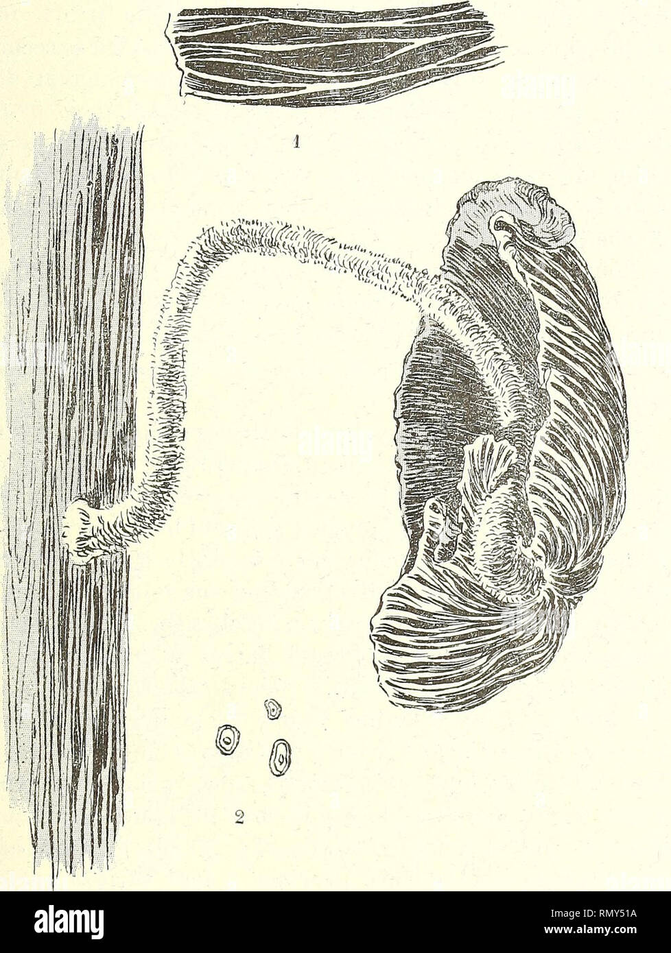 . Annales des Sciences Naturelles Botaniques. FLORE SOUTERRAINE DE FRANKREICH loi à hyménium fruchtbar. Sporen peu nombreuses sans sporidioles (Abb. XXXI). Cette espèce nous fut Remise gracieusement par M. Lutz.. Abb. XXXI. Pholiotâ aegerita Fr. 1, lames anastomosées; 2, Sporen, Gr. 820 Durchm. Hypholotna Fr. Ce genre fournitun grand Nombre d'écbantillonsappartenant aux espèces suivantes: H. fasciculare Hudson., H. sùblàteritium. Bitte beachten Sie, dass diese Bilder aus gescannten Seite Bilder, die digital für die Lesbarkeit verbessert haben mögen - Färbung und Aussehen dieser Abbildungen extrahiert werden Stockfoto