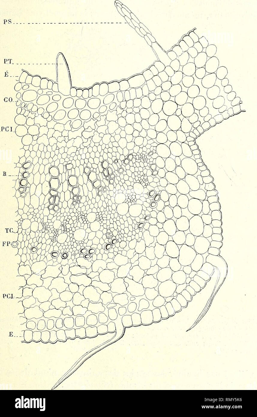 . Annales des Sciences Naturelles Botaniques. FLORE SOUTERRAINE DE FRANCE 35 Bois. - Dans les Plantes cavernicoles le Bois est Le Tissu qui. Abb. - VI. - Rubus fruticosus L.-Coupé transversale d'une Feuille d'un Beispiel, provenant Du Fond Du Gouffre de Padirac (Los). Gr. 120 Durchm. e, épidémie; Pt, Poil 'tecteur: ps&gt; Poil sécréteur; Co, collenchyme; PCI, Parenchym formé de cellules à "invaginations; Rp, Fasern péricycliques; itc, îlots de Rohre criblés; 4, Bois. Éprouve la plus grande Réduction. Il est parenchymateux et. Bitte beachten Sie, dass diese Bilder aus gescannten Pag extrahiert werden Stockfoto