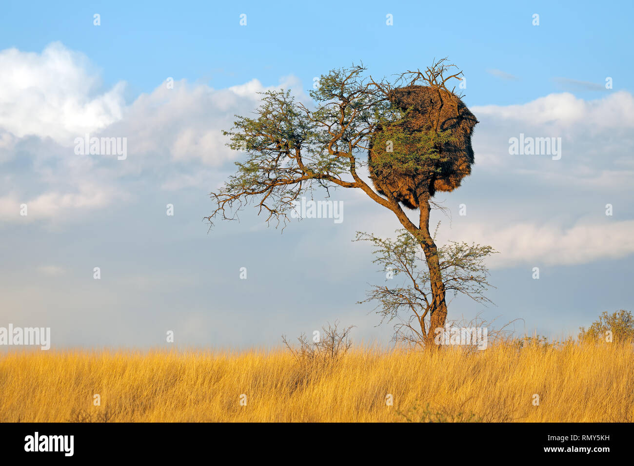 Afrikanische Thorn - Baum mit kommunalen Nest der geselligen Weber (Philetairus socius), Kalahari, Südafrika Stockfoto