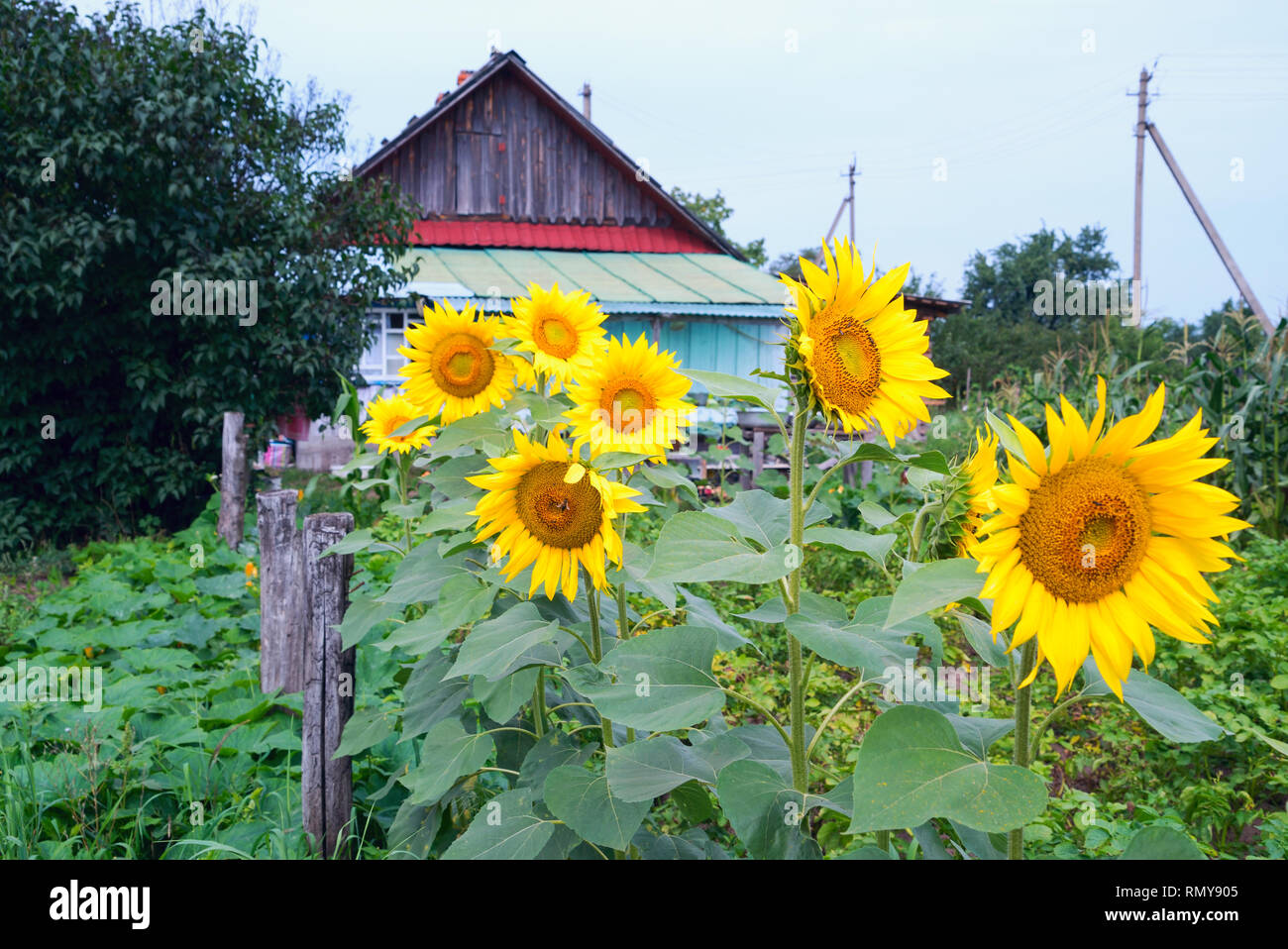 Blühende Sonnenblumen im Garten in der Nähe des Holz- Haus im Dorf. Belarus. Stockfoto