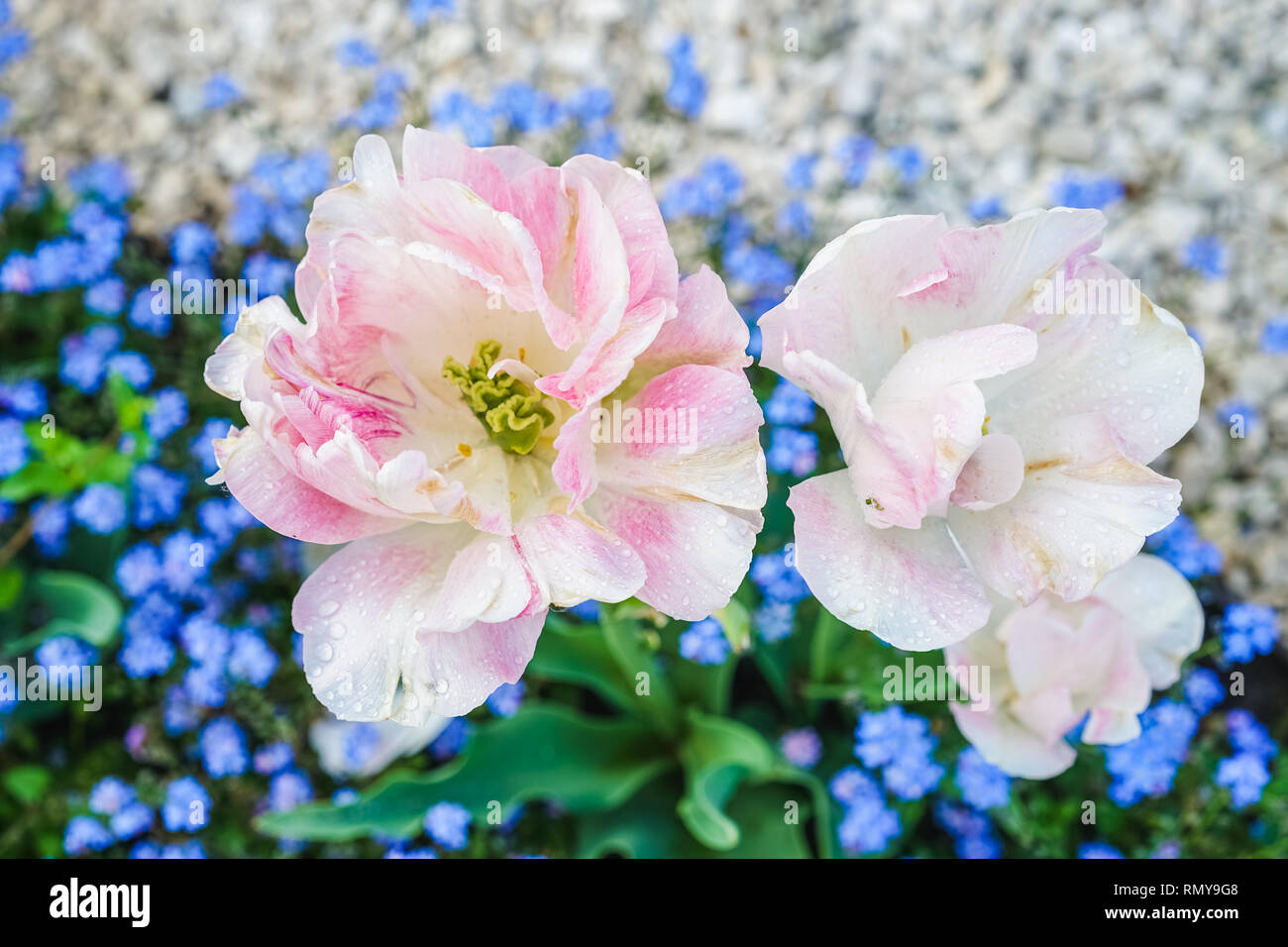 Zwei rosa Tulpen (Tulipa). Ansicht von oben. Es gibt blaue Vergissmeinnicht (Myosotis) und weissen Kieselsteinen im Hintergrund Stockfoto