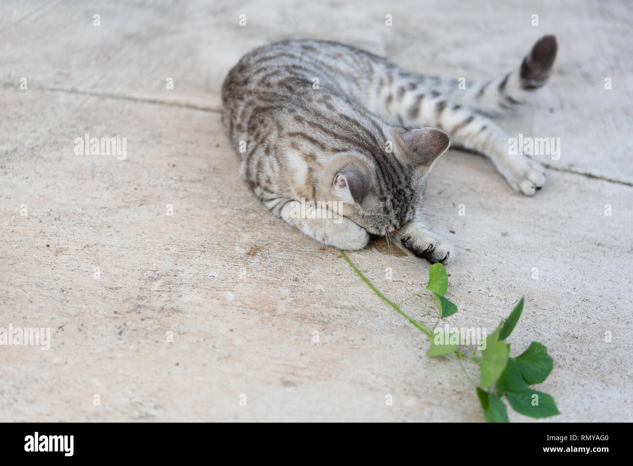 Schöne tubby Katze Essen, Katzenminze, indische Acalypha Baum, Katzenminze Kraut für Katze hat ein Duft wie Pheromon Stockfoto