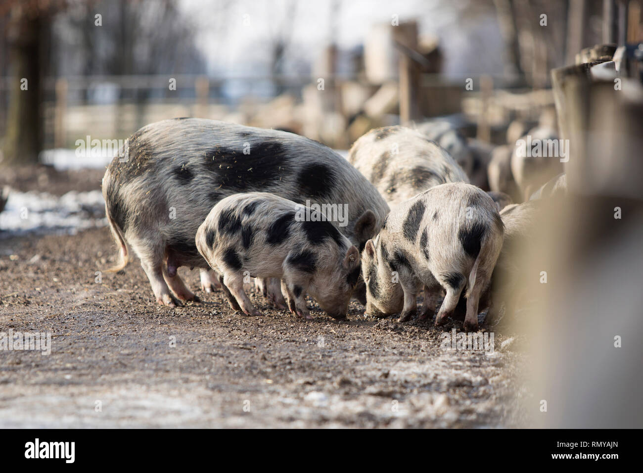 Bentheimer Schweine in einem Park im Frühling Stockfoto