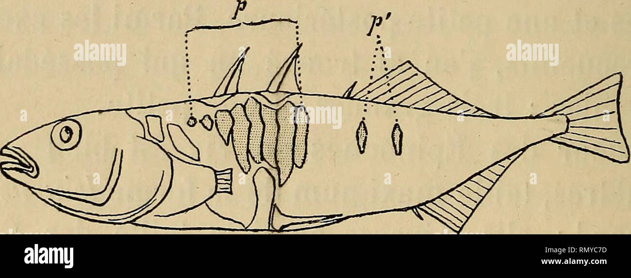 . Annales des sciences naturelles. Zoologie; Biologie. Abb. Exemplaire de Gasterosieus aculeatus L., var. leiurus Cuvier, d'Eau Salée à 6 Plaketten latérales, s. Grandeur naturelle.de Vie se distinguent de ceux-ci par un Nombre plus Con-sidérable de Plaketten latérales: ce Nombre varie en effet de 5 à 10. J'ai vu Deux individus de 6 centimètres et Demi de Lange, Ayant 10 Plaketten latérales juxtaposées [^^^. 3, dans le texte, p); La Dernière dépasse La hauteur de la troisième épine dorsale, de sorte que la Région du corps nicht Schützling. Abb. 2. - Exemplaire de Gasterosteus aculeatus L., var. leiuru Stockfoto