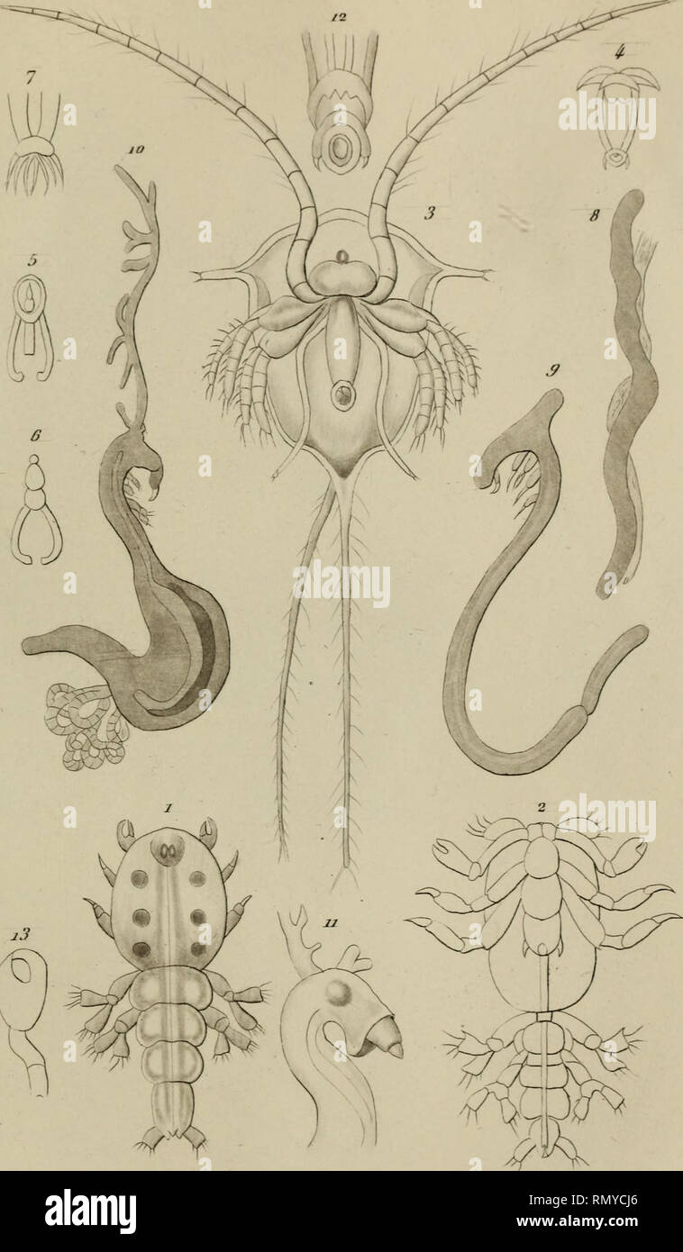 . Annales des sciences naturelles. Zoologie; Biologie. Ein/Ich. Jes Scw/u-/utf. y^Série y. ifo/7' o/m'Il. / '/. Y.. Hesj-e deJ. 1 (17 UE{/r // 7 Lojnrp ùia/TC/ua/f'Inip I. emrrr-ur e//""" Faris.. Bitte beachten Sie, dass diese Bilder sind von der gescannten Seite Bilder, die digital für die Lesbarkeit verbessert haben mögen - Färbung und Aussehen dieser Abbildungen können nicht perfekt dem Original ähneln. extrahiert. (Henri Milne-Edwards, H.), 1800-1885; Audouin, Jean Victor, 1797-1841; Milne-Edwards, Alphonse, 1835-1900; Perrier, Edmond, 1844-1921; Bouvier, E.-L. Grassé, 1856-1944; Stockfoto