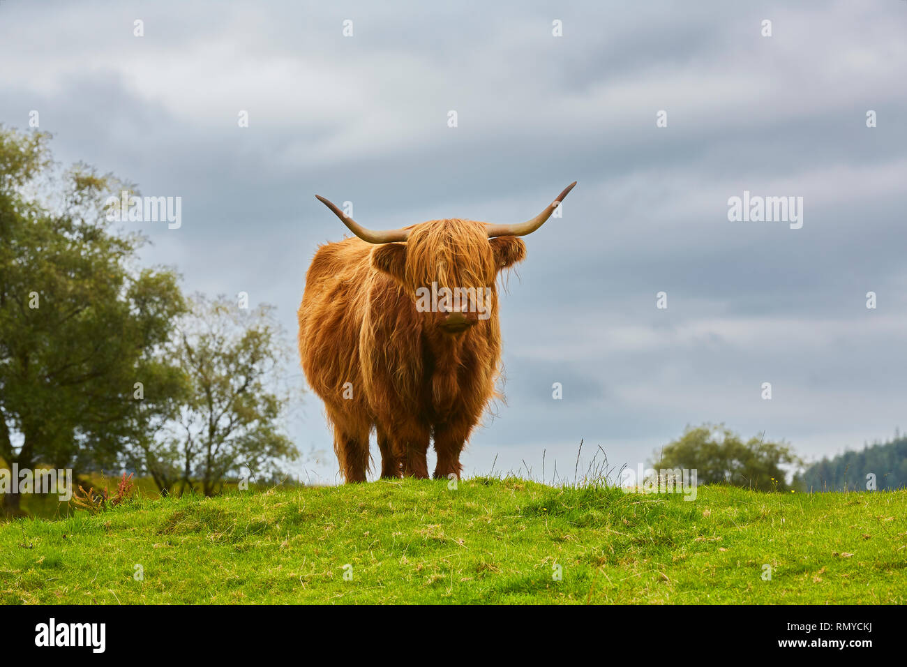 Ein Highland Kuh selbst seinen eigenen Stand neben einem Busch auf die Kamera in den Highlands von Schottland, mit grauen Wolken im Hintergrund Stockfoto
