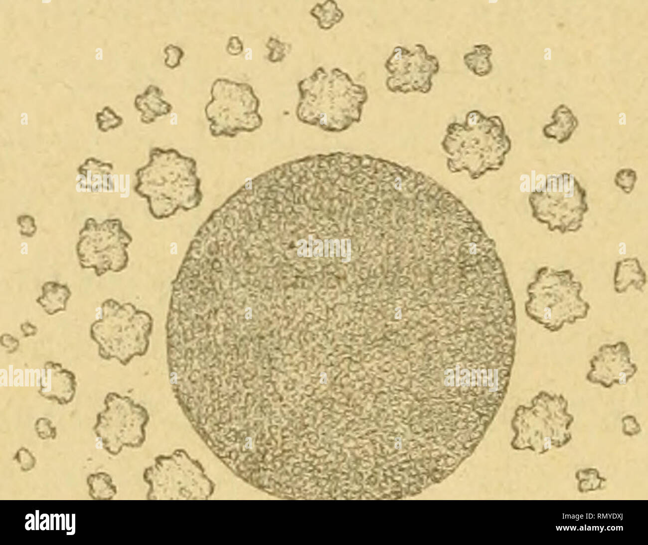 . Annales de l'Institut Pasteur. Wissenschaft; Allergie und Immunologie; Medizin; Mikrobiologie. 550 ANNALES DE L'Institut Pasteur. leur Développement autour de Mikroben fa^' X) risants. Cette Einfluss peut être étudiée Bien sur des Plaques de gélatine dans lesquelles auf einem introduit des vibrions, et sur la Oberfläche auf einem desquelles stries semé par en forme de Croix un Mikrobe favorisant et un autre empêchant. Auf beobachten, alors que les Kolonien vibrion - niennes se développent abondamment Autour du Mikrobe Favo-risant et Loin du Mikrobe empêchant. Plus auf s'approche du point d'Schnittpunkt des Deux strie Stockfoto