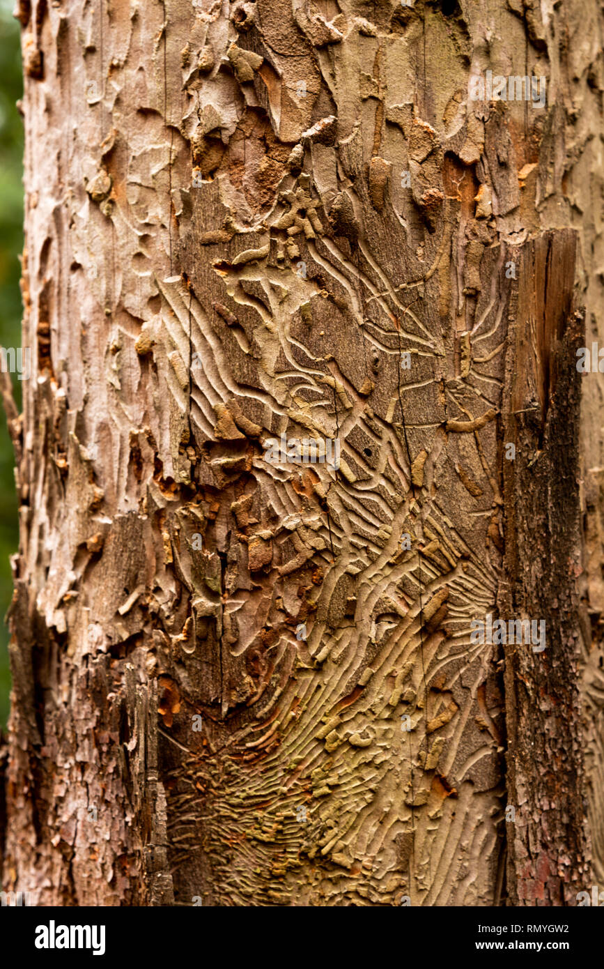 Ein Baumstamm, in dem die Titel von langweiligen Insekten und Käfer unter der Rinde. Stockfoto