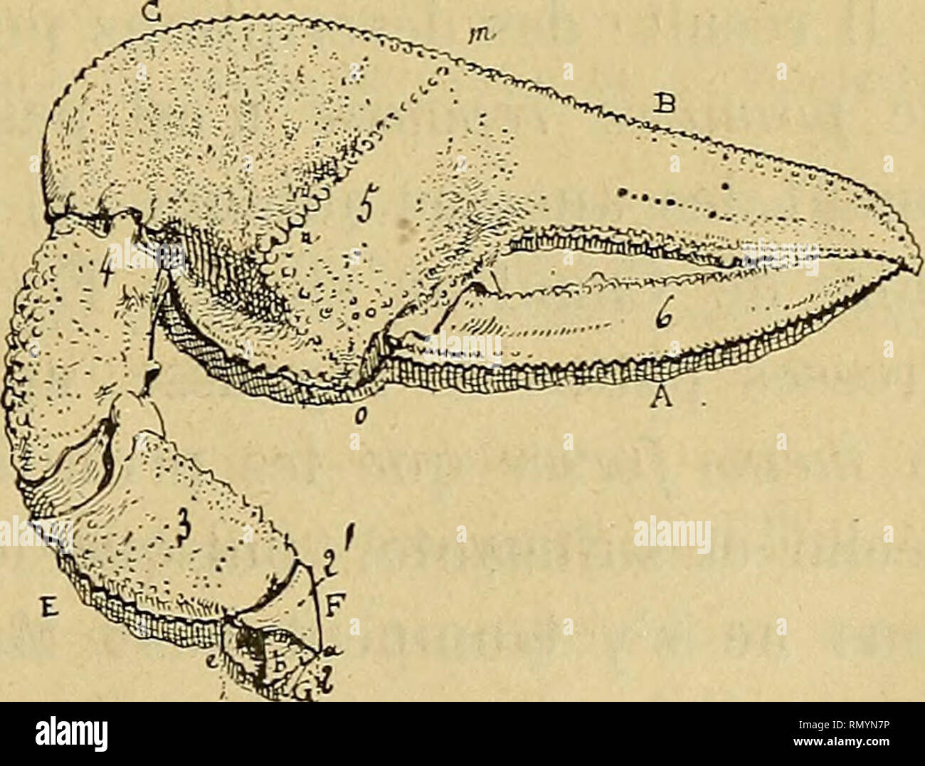 . Annales des sciences naturelles. Zoologie; Biologie. Pour nous, c'est pourtant Bien une cassure autotomique mais elle Siège au Milieu du basipodlte ou à peu Près, au niveau de la face Internierten, et à l'Union du basipodite El de l'ischiopodite à la Face externe, comme Nous avons essayé de Le préciser schématique d'une Façon sur les Dessins ci-Verbindungen (Abb. 5 à 9). Zapatera. - La Zapa-tera, ou Patte de première repousse, que nous possé-zieht, se distingue vraiment très peu de la Carrasqueha; et les différences ne sind pas aussi Grandes qu'on pour-le rait supposer, quand on Pense qu'il s'agit là Stockfoto