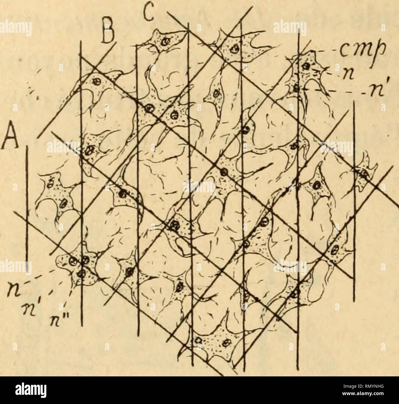 . Annales des sciences naturelles. Zoologie; Biologie. 318 J. ANGLAS et E. de RIBAUCOl RT. comme auf s'en versichern pratiquant en facilement à l'avant des Coupés frontales Tangentielles (Abb. 6). En certaines Régions du corps (par Beispiel aux Parteien latérales qui avoi - sinent Les glandes Vitello - gènes), il existe Entre les Deux assises B et C une Zone supplémentaire composée de sortes de bâtonnets dont nous décrirons plus Loin les Mehrfachrapport avec les Plaques sensorielles (cbap. VI). La Partie sous-jacente est, à ce Niveau, recouverte d'une Multitude de cellules Allon - gées, de Petite Taille, et dont Stockfoto