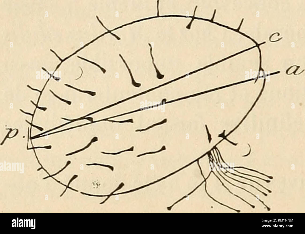 . Annales des sciences naturelles. Zoologie; Biologie. 246 R. ANTHONY. Marin analoge à celui nicht auf einem Constaté la présence chez Modïola lanceolata Linn. Comme Chez ce letzte Tier, Il se développe surtout ur les Régions et dorsales postérieures. En mêmejitemps, les Punkte c et a se rapprochent de plus en plus. Sur deux [individus où je l'ai mesuré, l'Angle de modélisation était égal à 12 et à 14°. Ein ce-stade, La forme générale de l'ani-mals rappelle à s'y la méprendre Modïola lanceolata Linn. adulte, * avec la seule différence que Chez cette Dernière l'Angle de modiolisation est plus réduit encor Stockfoto