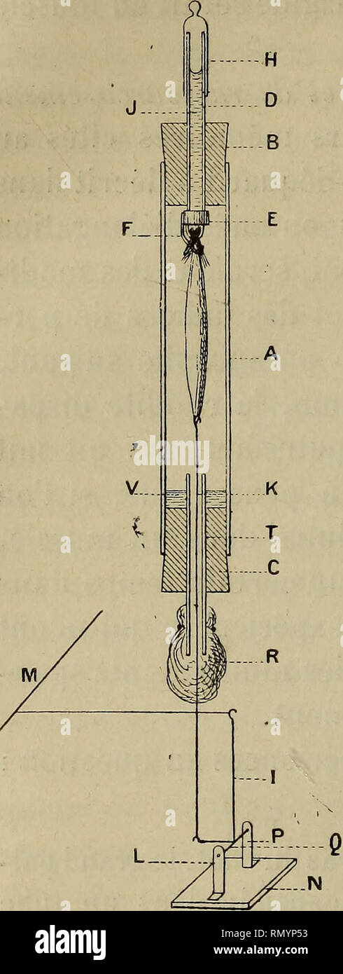 . Annales des sciences naturelles. Zoologie; Biologie. 78. TlJSJiOT. crits sur un-cylindre faisant un tour en 8 jours. Auf Adapter au u T un Tampon de Coton R solidement fixé et à Travers lequel passe le fil K sans être gêné dans ses mouvements. Ainsi Tout l'appareil est constitué bei Negri stérilisé Avant l'expérience, le Tube étant fermé par les 2 bouchons B etC. Le Muskel étant Extrait aseptiquement est ensuite rapidement fixé au Cro-Chet F et Au fil K, puis le Tube D rempli d'Eau Salée stérilisée à 7,5 s. 1000; de l'eau est mise à la Partie inférieure du Tube A, en V; Les Fils de la Mèche de c Stockfoto