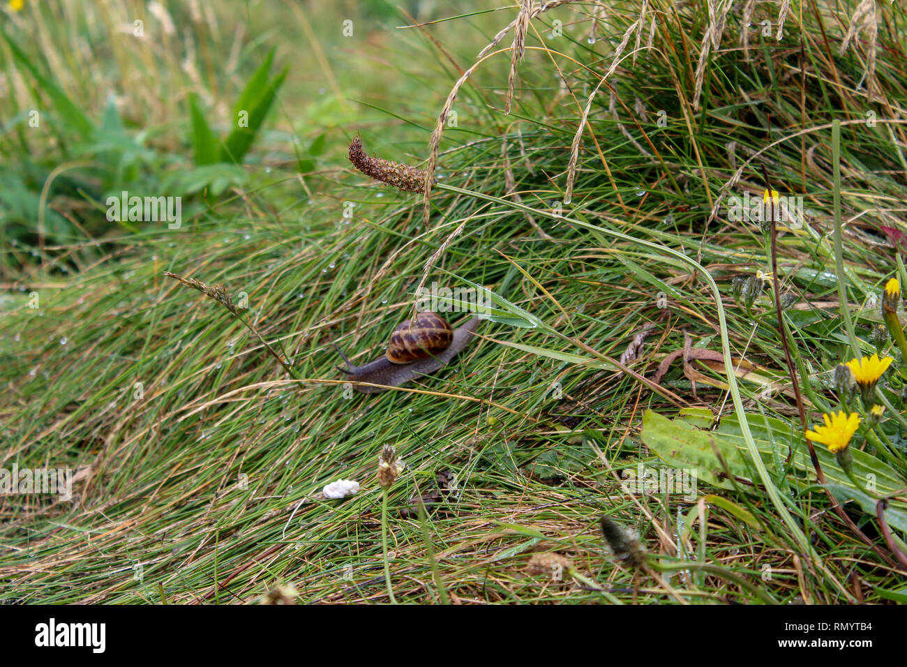 Schnecke gleiten durch lange nasse Gras im Regen, Irland Stockfoto