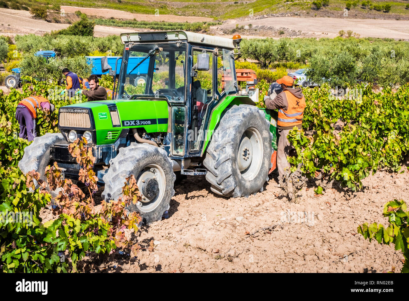 Weinlese. Bargota, Navarra, Spanien, Europa. Stockfoto