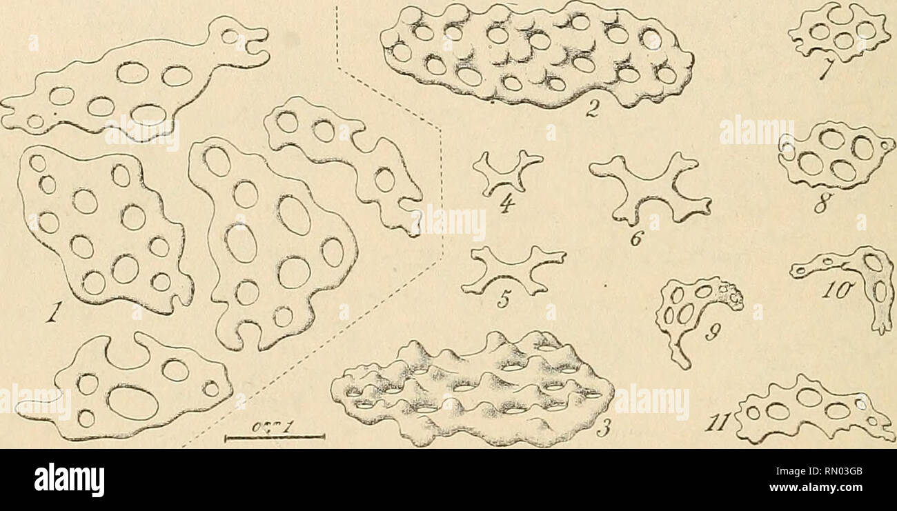 . Annales des sciences naturelles. Zoologie; Biologie. 44 REMY PERRIER sclérites en place. Leur forme quelconque est absolument et le Nombre de trous qu'elles présentent est variable Très; parfois il y en a deux seulement. Ces trous sind plus larges que ceux des Plaques dorsales, Les travées qui séparent les plus étroites. Ces Plaketten sind pour la plupart inermes, les plus Grandes seules quelques portent parfois Tuberkeln isolés. Ce sind là Les seuls sclérites de la Sole ventrale. Les petits sclérites superficiels qui se trouvent sur le Reste du corps paraissent manquer totalement dans cette r Stockfoto