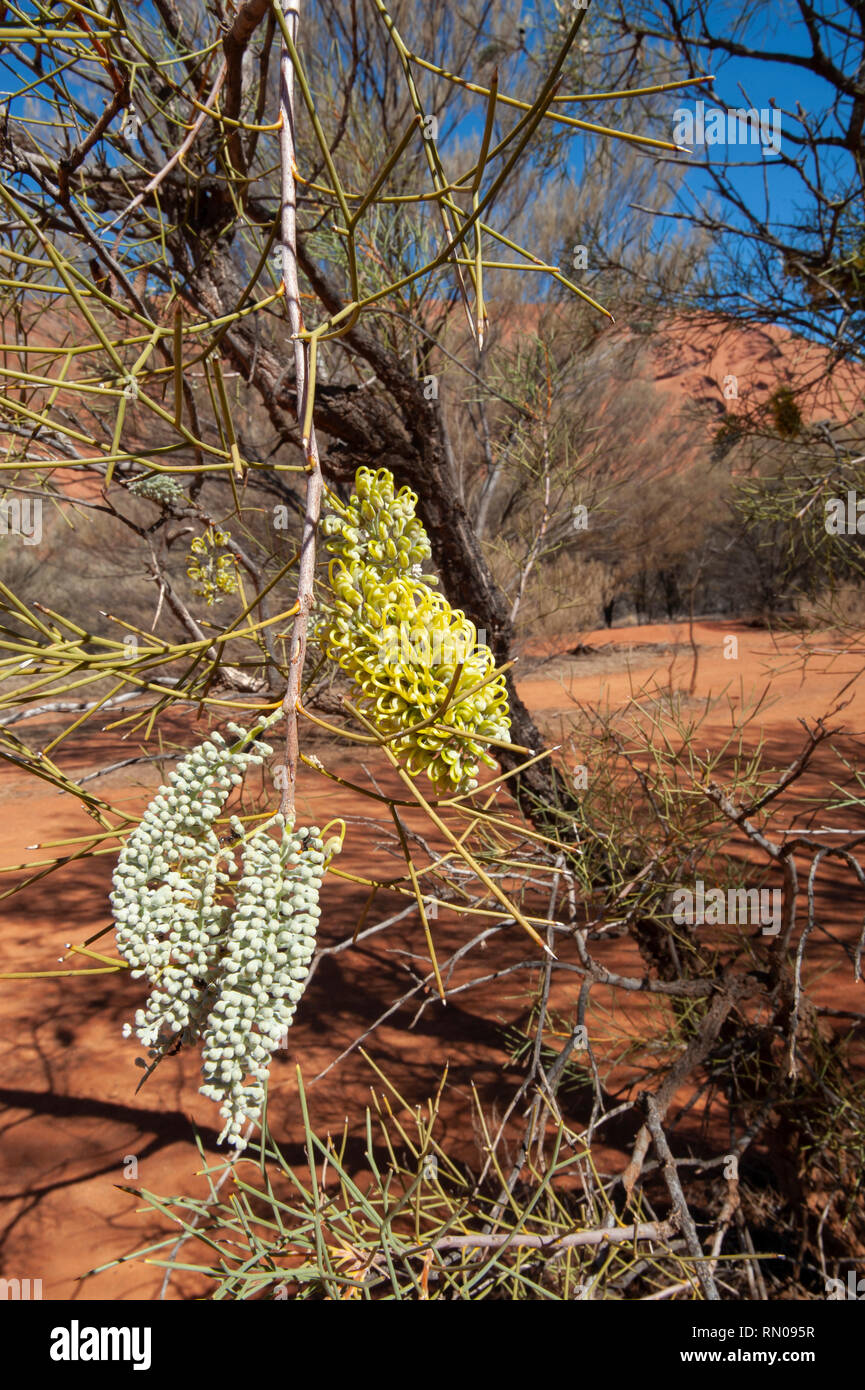 Uluru, Northern Territory, Australien Stockfoto