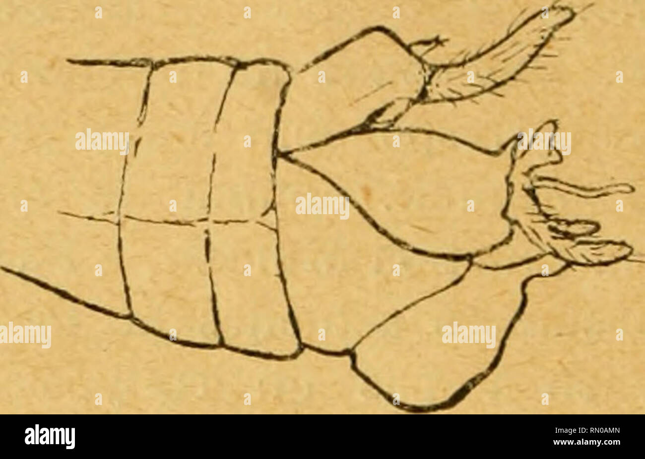 . Annales de la Société entomologique de Belgique. Insekten; Entomologie. 12!2 "Fond de la puche Du 4 "sterniie Abdominal- est également Einfache et ne présente Pas de soies groupées De brosses. I^e bourrelet limitant La Poche en arrière est médiocrement Saillant; il Porte deux touffes syméti' iques de poils dirigés vers l'arrière.. Abb. 6. Se capture dans les mêmes endroits et dans la même Sai&amp; auf que l'espèce' Précédente; mich Elle plus paraît fréquente. S. paludosa Meig. Chez cette espèce, Le fond de La Poche du 4*^ sternite Abdominal présente une double Ausgrabung et deux Plaketten latérale Stockfoto