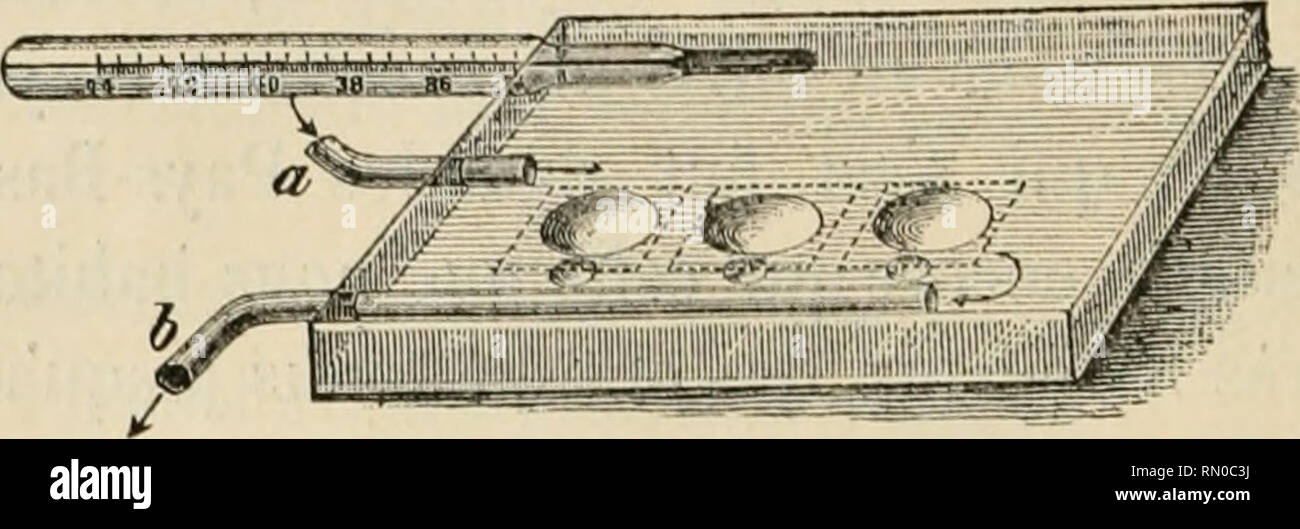 . Annales de la Socit belge de microscopie. Die Mikroskopie. SOCIÉTÉ BELGE ItE MICROSCOPIE. chautï 'Ante d'après Pfeiffer, qui rendra certainement de grands Dienstleistungen en niicroscopic. Cette Platine (Abb. 1) se Compose d'une boite Platte et Creuse, constituée Gleichheit des Plaques de Cristal soudées au moyen d'un émail vitrifié au. Abbildung 1. Feu; Mez inaltérable émail est par la Chaleur ou par les liquides. A l'une des parois latérales de La Boîte est fixé un thermomètre ainsi que deux Tubes de verre eine et h. Le chauffage de la Platine se lait par l'Einführung d'eau chaude qui entre par le Tube et Art pa Stockfoto