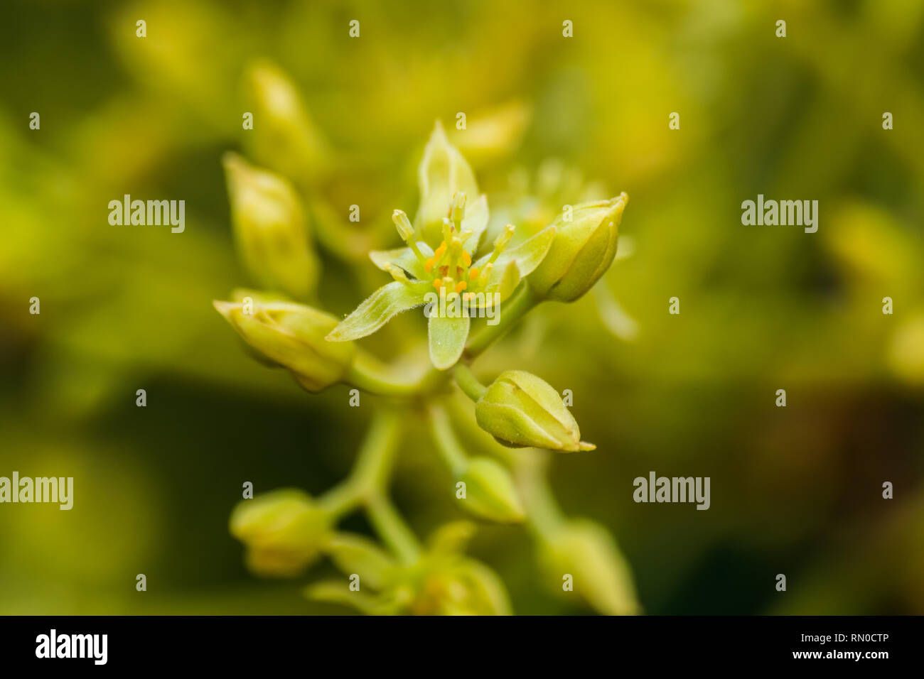 Avocado (Persea americana) Blume blühen Stockfoto