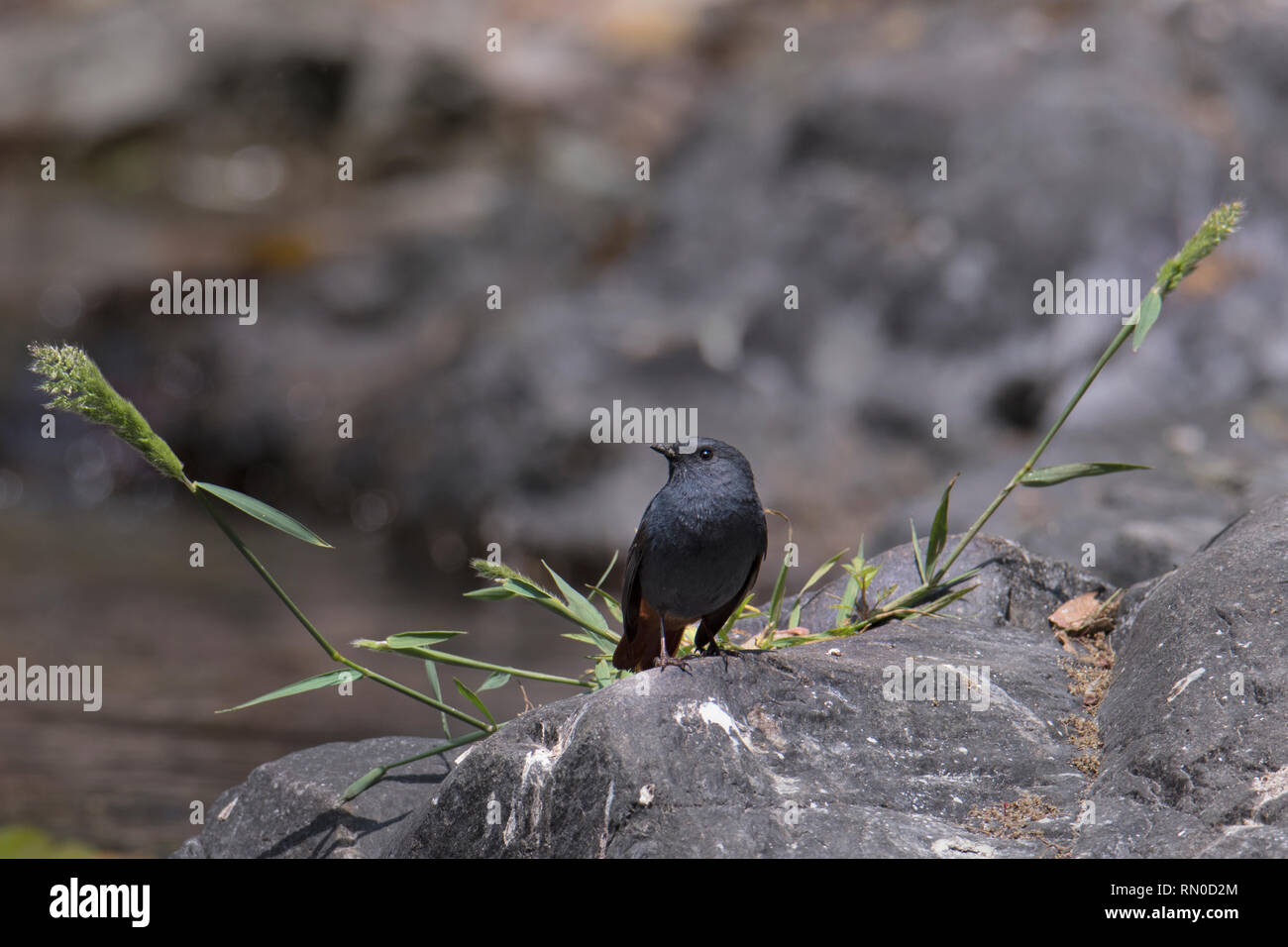 White-capped Wasser Redstart Stockfoto