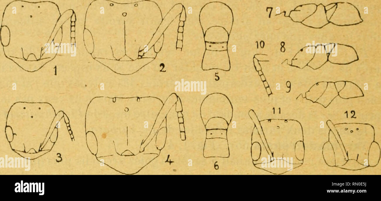 . Annales de la Société entomologique de Belgique. Insekten; Entomologie. 316 n'ayant pas été pris sur la fourmilière, sind peut-être d'une autre espèce que les ouvrières. Vu l'État de nos connaissances sur le groupe pygmoea, je juge soi-disant que la Variété mérite d'être élevée au Rang d'espèce et je choisis pour les Typ? Et Ç de Bloemf" ontein.. PL intermedia Emery (1894), Typ (Abb. II, 1, 2, 5, 8). Ouvrière. - Tête Jaune - Roux, Mieder et écaille plus Clairs, membres Encore plus Clairs, jaunes, gastre Brun sur les Côtés, jaune à la base et au Milieu. La tête (sans l'épistome) Esta peu près Stockfoto