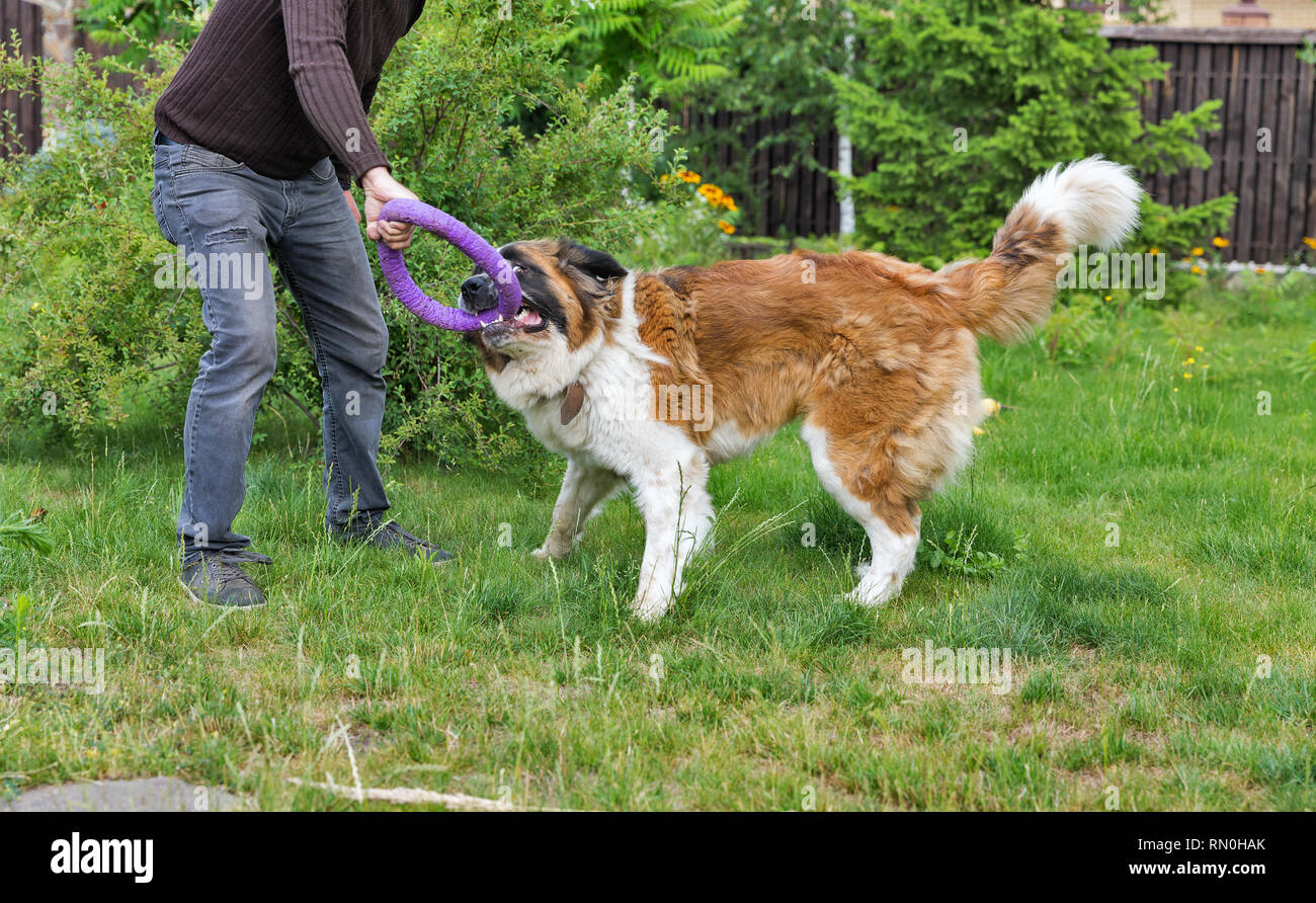 Ein Mann spielt mit einem Ring aus Gummi mit einem Moskauer watchdog Rasse Hund im Garten Stockfoto