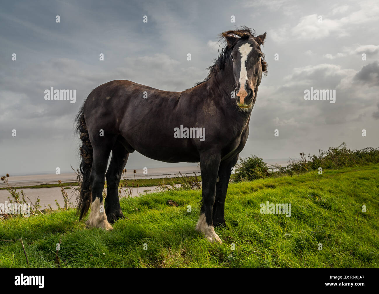 Wilden schwarzen Pferd stehend in die Kamera schaut auf der Bank. Stockfoto