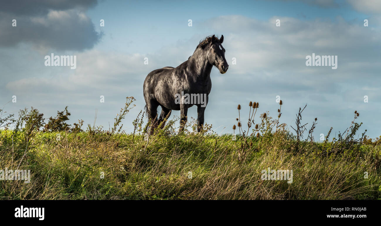 Wilden schwarzen Pferd stehend an der Seite auf einem Hügel. Stockfoto