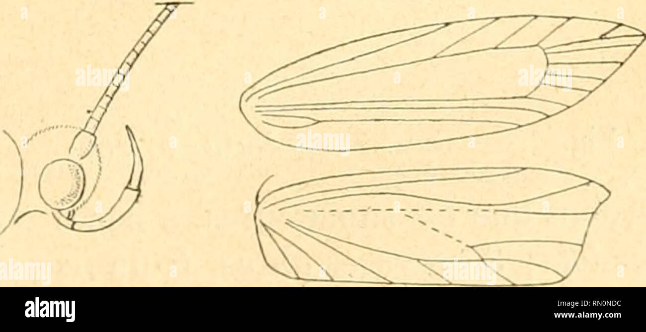 . Annales de la Société entomologique de France. Insekten; Entomologie. Lépidoptères du Sohn! De l'Afrique. : {;&Lt;: {Tête ocracé pâle; antennes finement annelées de Brun ocracé El de jaunâtre; palpes ocracé pâle, rembrunis sur les côtés et â l'extrémité ocracé jaunâtre; Thorax, Abdomen gris clair, touffe anale ocracé pâle; tarses largement tachés de Brun extérieurement. Espèce voisine d'A.; retamella très distincte par sa Couleur et ses Linien. Biskra, en Avril. Chilopselaphus numidellus, n. sp. -Env. 15-16 mm. - Ailes supérieures Blanches, tachées ocracé un peu de Brun Doré, sur la côte, de Stockfoto