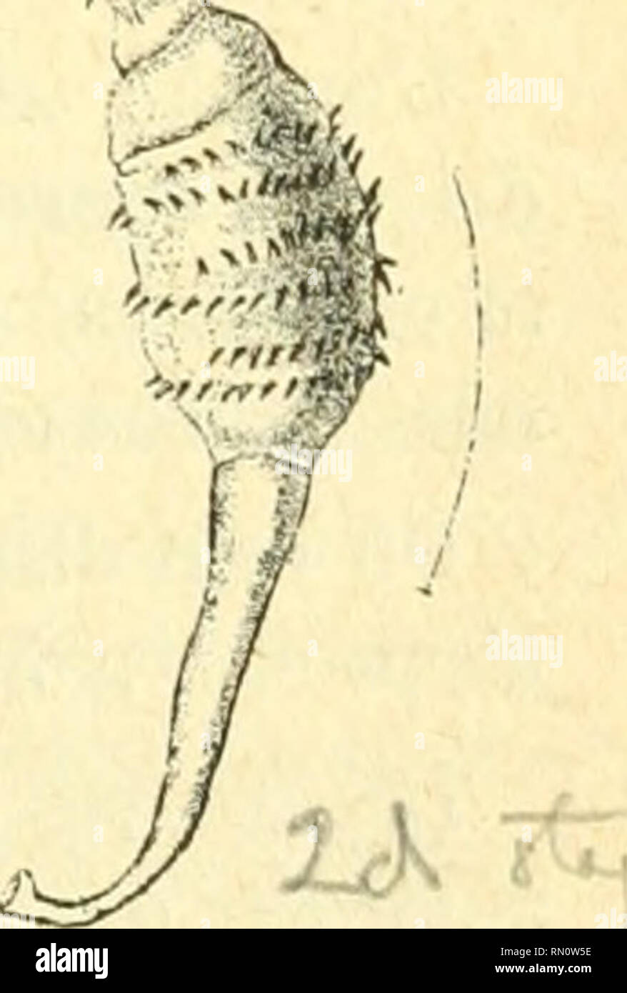 . Annales de la Société entomologique de France. Insekten; Entomologie. (19) Larves d'OEstrides. 127 Ausgrabung Au Fond De laquelle se trouve un-à-bords froncés mamelon, entièrement recouvert d'épines microscopiques. En écartant les Bords de ce mamelon, auf découvre une chambre Au Fond De laquelle se voient deux Plaketten stigmatiques ovales, un peu réniformes, brunes, formées chacune de Trois bandes longitudinales. Vue dans son Ensemble et par la Face dorsale, la Dove est Presque elliptique, tronquée à ses Deux extrémités. "Elle offre des tuberkeln médians sur les Deuxième, troisième, der Stufe quatrième, Stockfoto