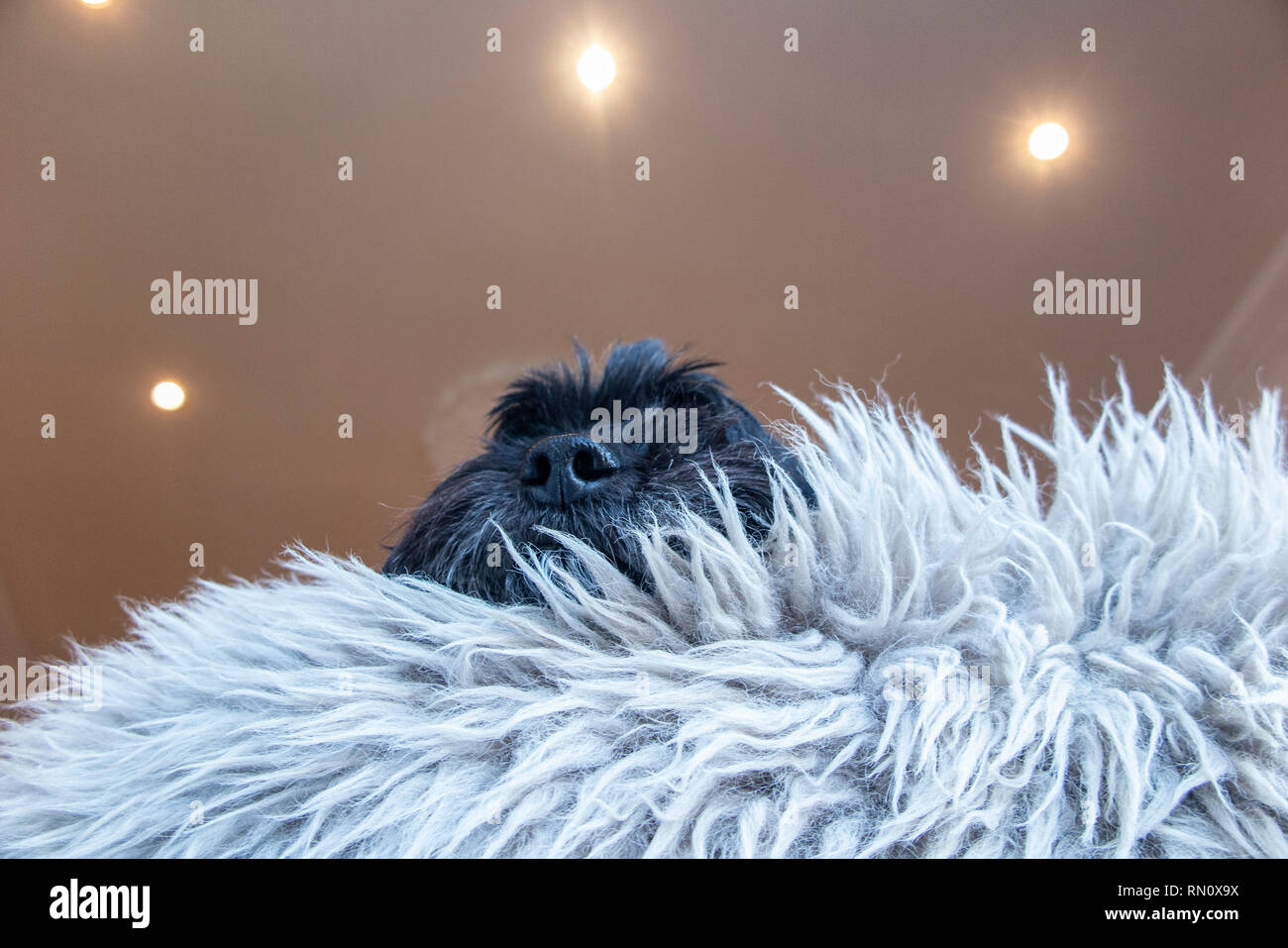 Eine schwarze cockapoo in einem Fell Teppich eingetaucht Stockfoto Eine schwarze cockapoo in einem Fell Teppich eingetaucht Stockfoto