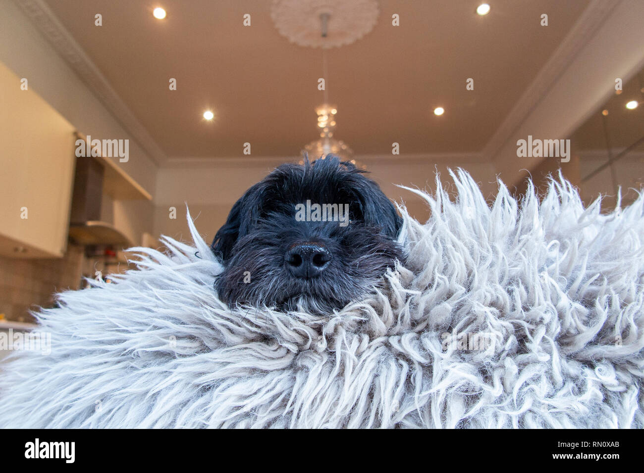 Eine schwarze cockapoo in einem Fell Teppich eingetaucht Stockfoto Eine schwarze cockapoo in einem Fell Teppich eingetaucht Stockfoto