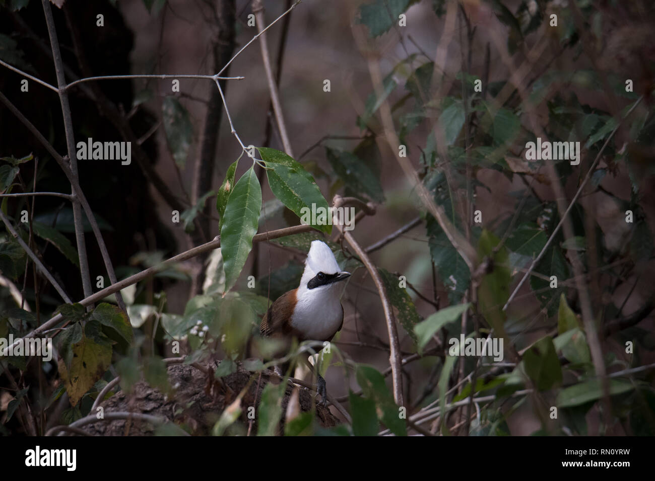 Weiß-Crested laughingthrush Stockfoto
