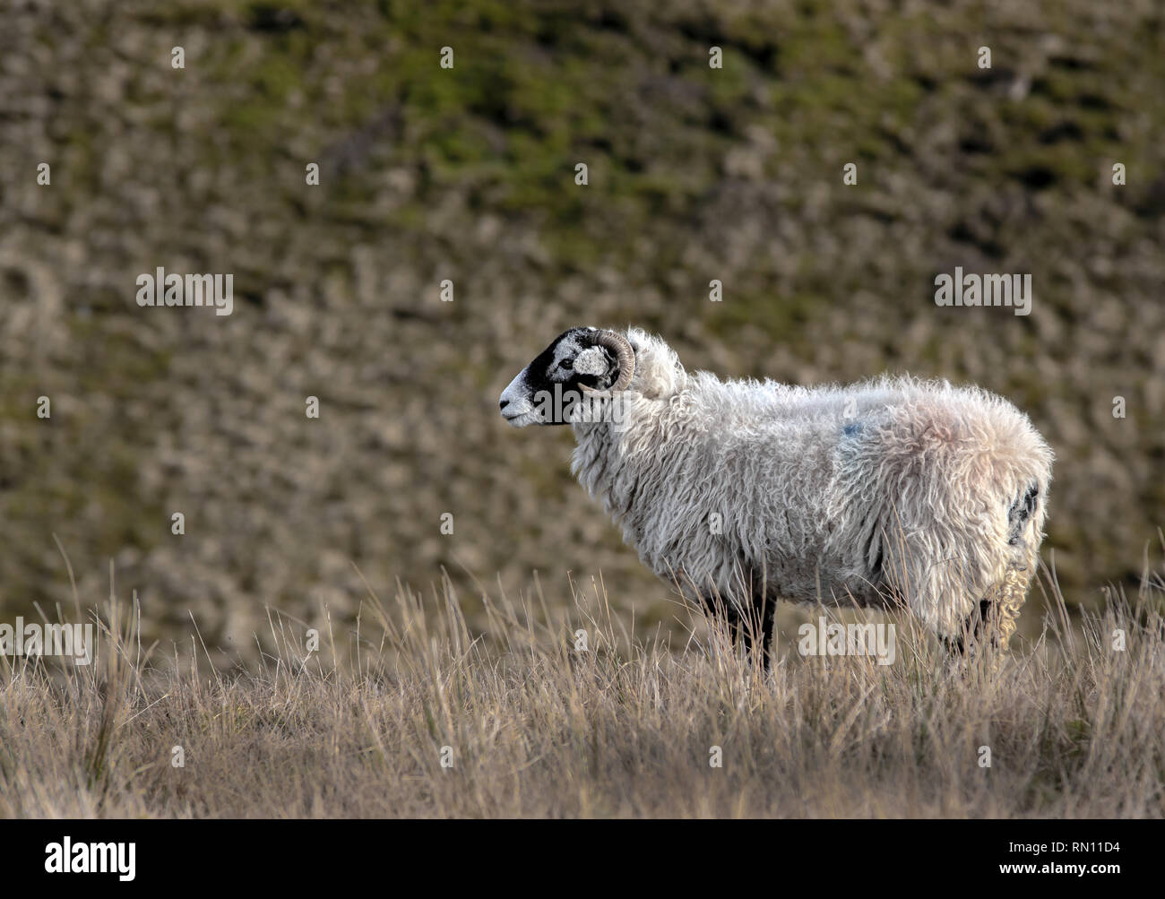 Einsame Schafe in den Yorkshire Dales Stockfoto