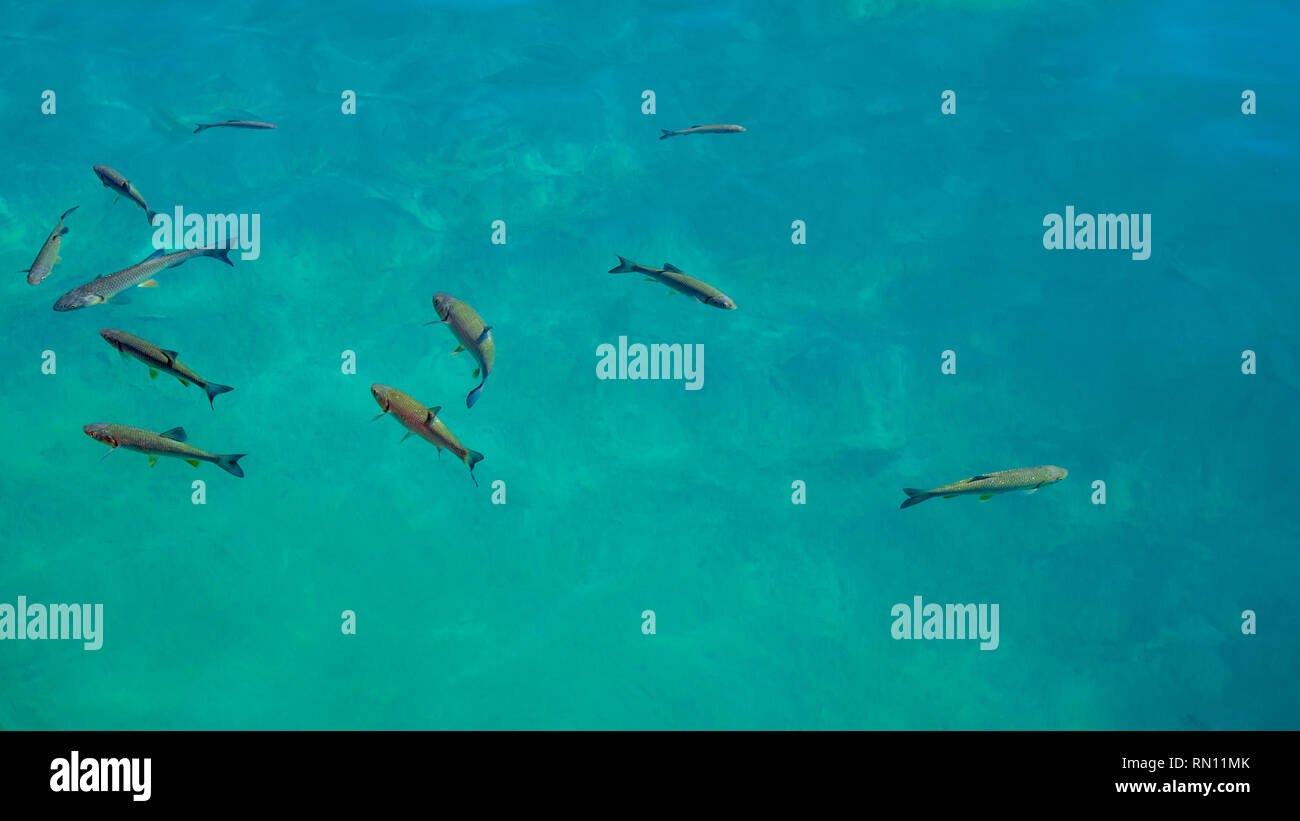 Fischen in klaren und türkisfarbenen Wasser in einem See im Nationalpark Plitvice in Kroatien Stockfoto