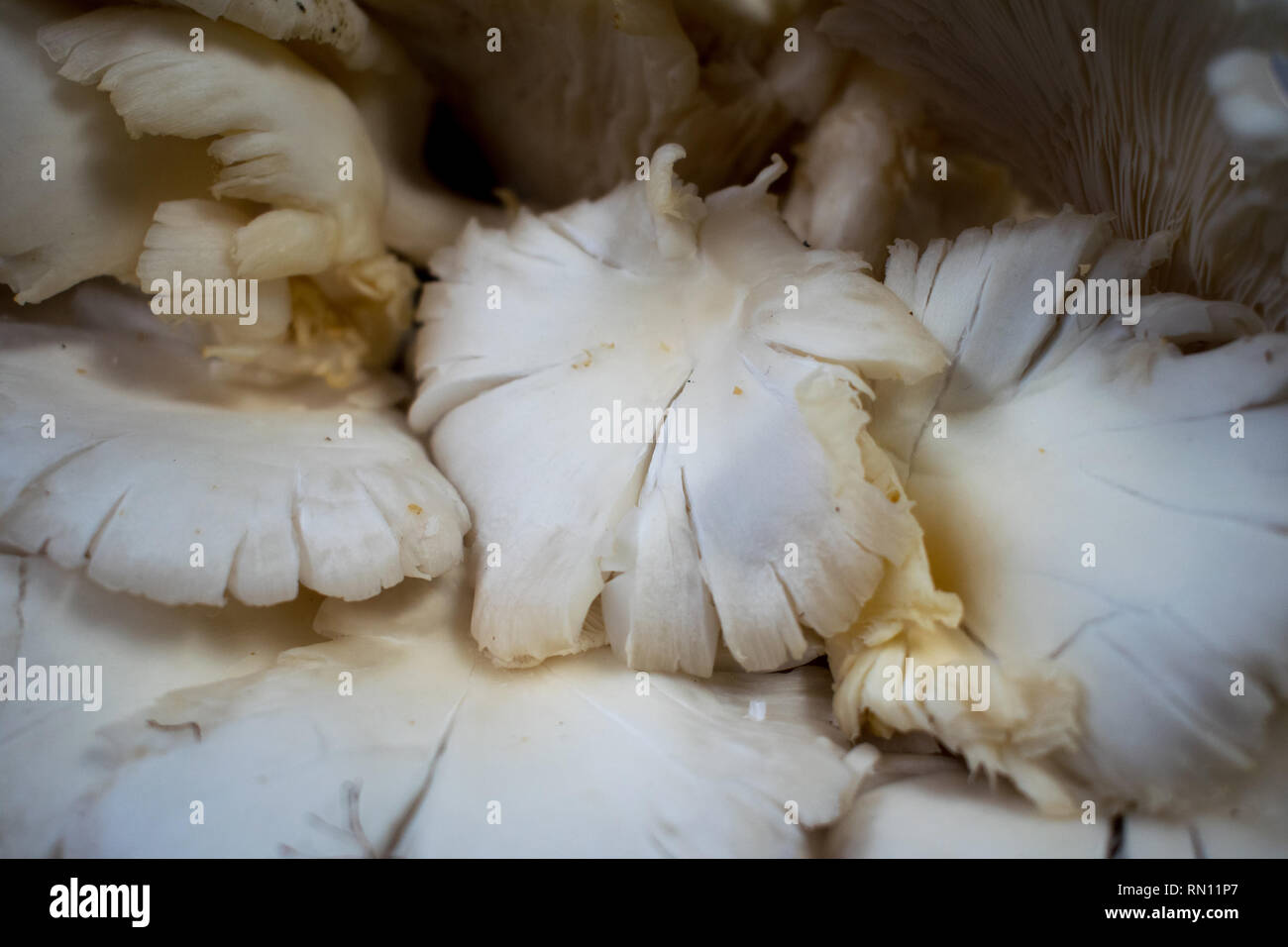 Eine Art weißer Pilz am Bauernmarkt verkauft Stockfoto