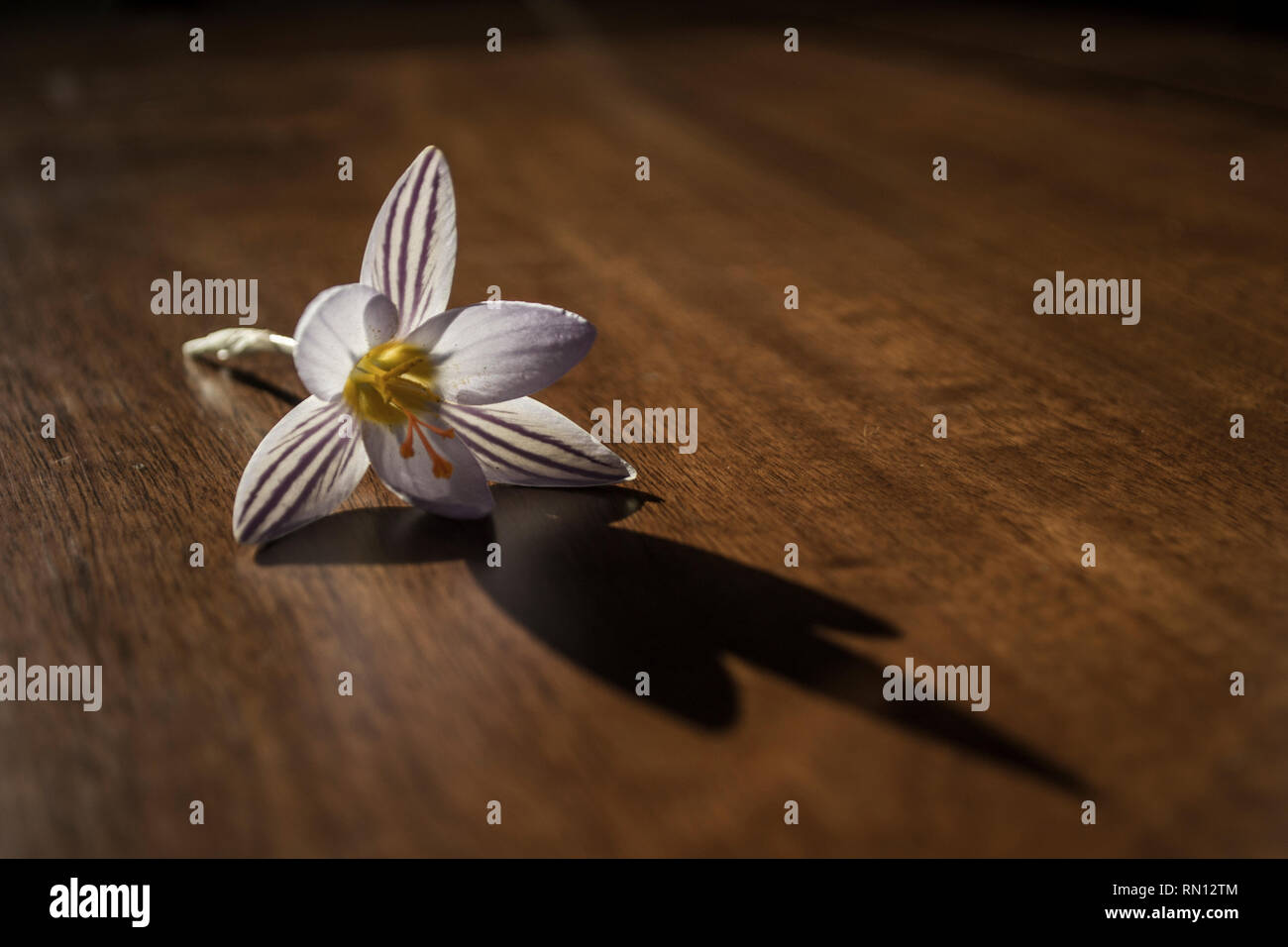 Crocus Blume auf dem hölzernen Tisch Stockfoto