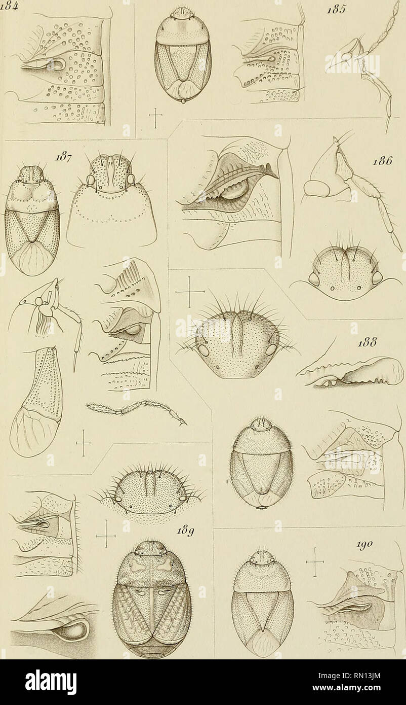 . Annales de la Société entomologique de France. Jnimhv de ht. focwl< - rnlonwlo.fi. jii, "Je l'r, tncc S": S^ic. Tome lU. (T 883 J l'I. 9. ". S'ifjnoret det. Picart se. CySiide^y. PI. XXI. Im,,. rniuiriir. l'a,. Bitte beachten Sie, dass diese Bilder sind von der gescannten Seite Bilder, die digital für die Lesbarkeit verbessert haben mögen - Färbung und Aussehen dieser Abbildungen können nicht perfekt dem Original ähneln. extrahiert. Société entomologique de France; Société entomologique de France. Bulletin de la société entomologique de France 1833-94. Paris, La Société Stockfoto