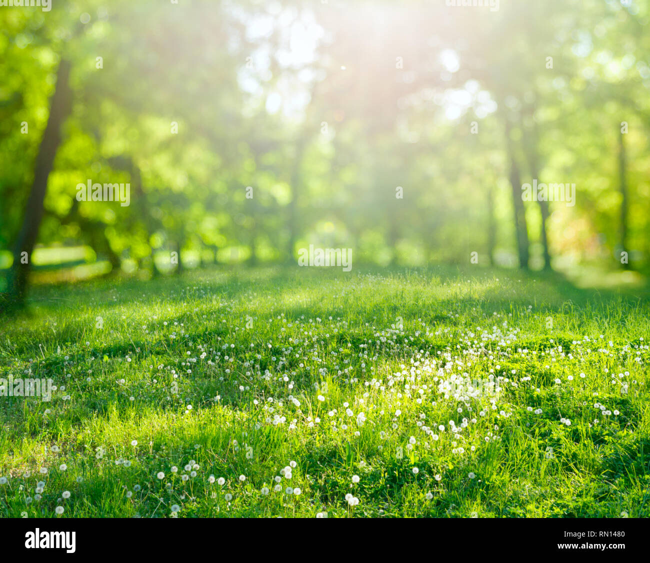 Frühling Gras Hintergrund mit Sonnenstrahlen Stockfoto