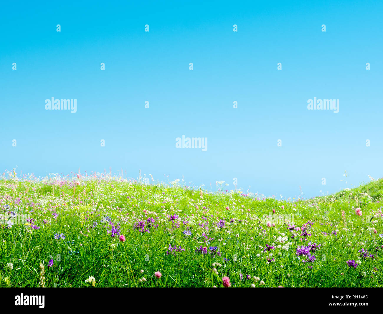 Frühling Wiese mit Blumen und Gras Stockfoto