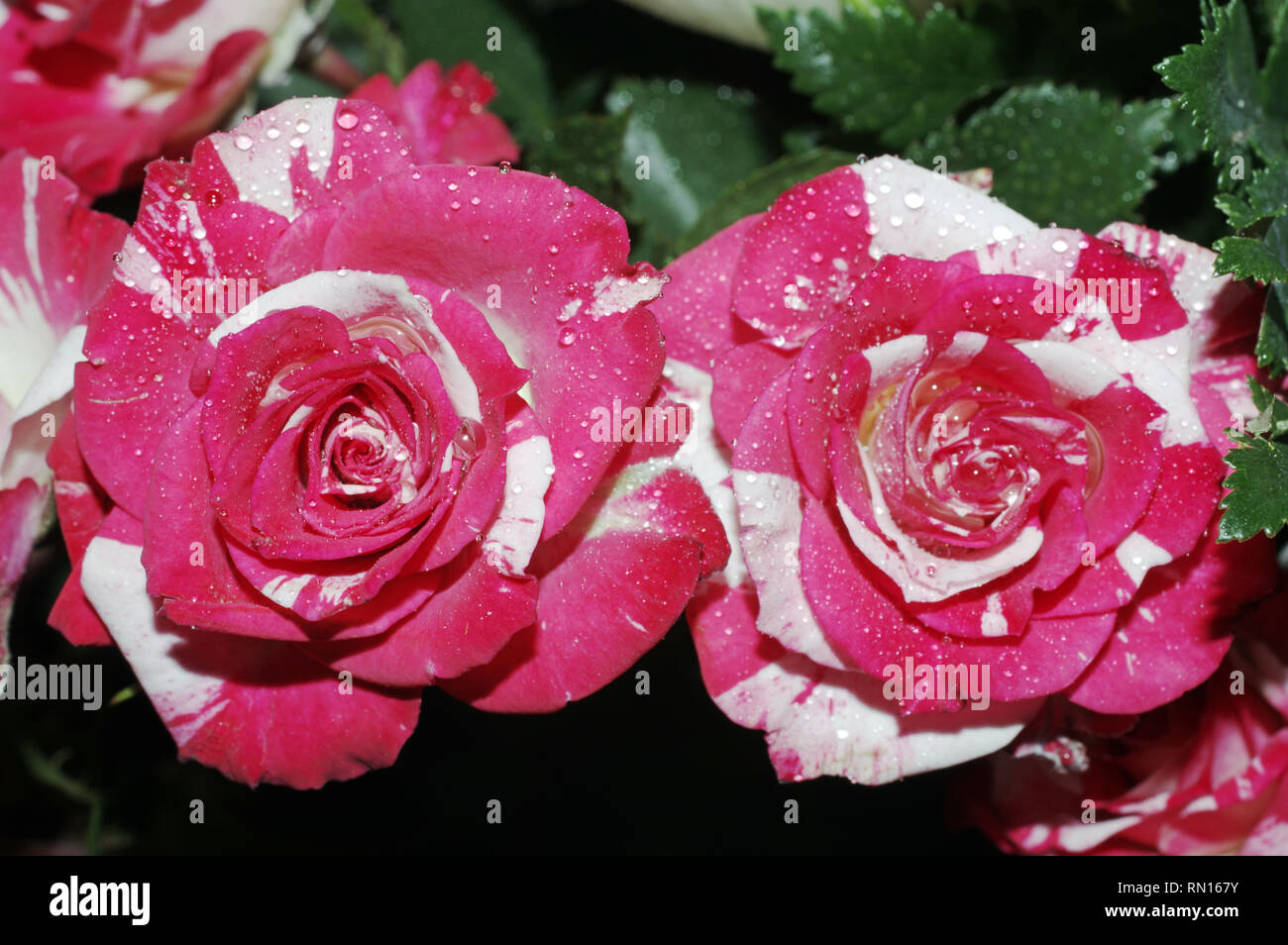 Rote und weiße Rose close-up Stockfoto