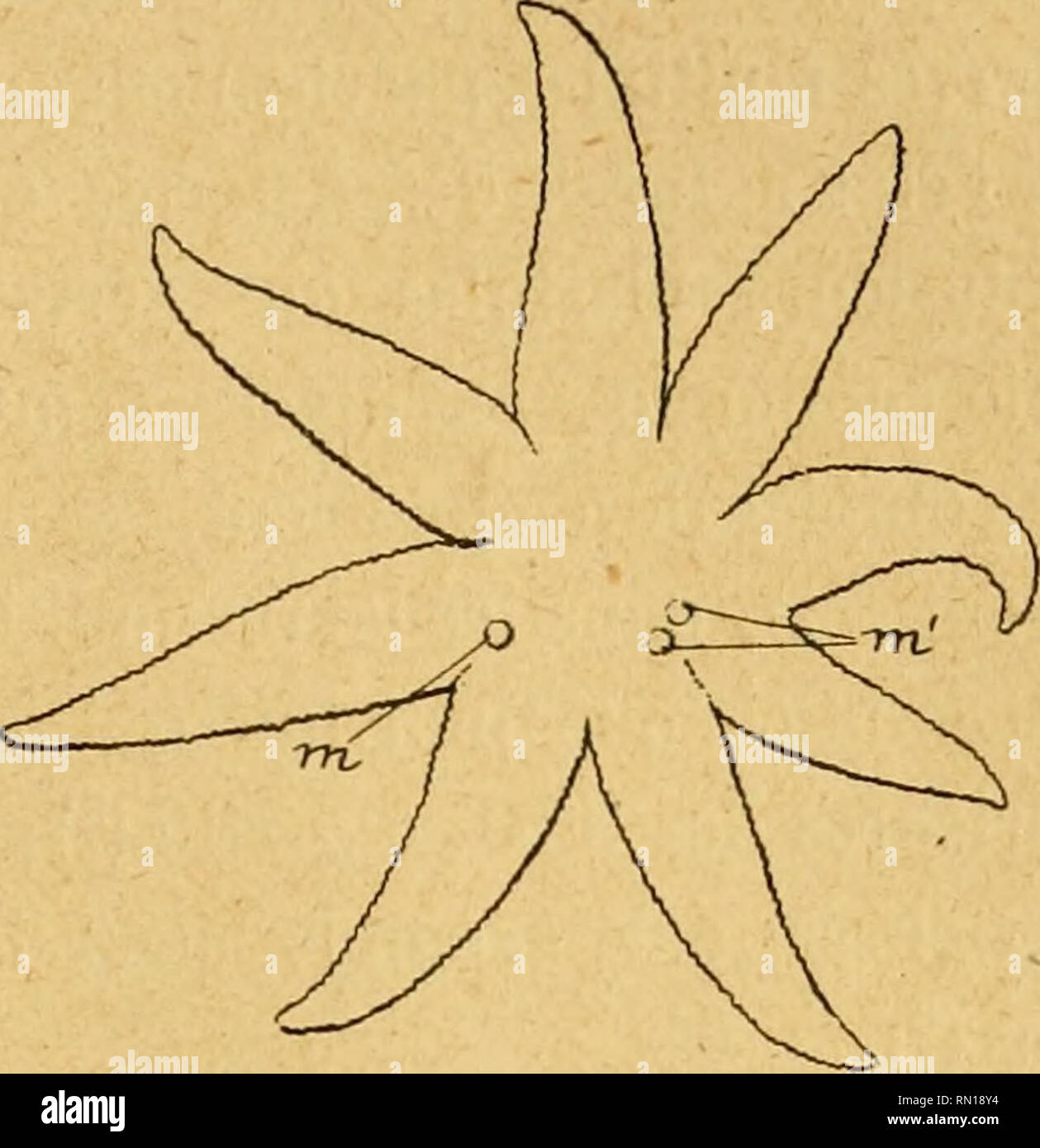 . Annales de la Société Royale zoologique et malacologique de Belgique. Zoologie; Muscheln. Abb. 5. - Asterias Rubens, adulte à Sept bras et à deux Plaketten madré - poriques. - M, Plaketten madrépo - Riques. Abb. 6. - Asterias Rubens, adulte à Huit et â trois Plaketten madréporiques. - M, Plakette madréporique einzigartige d'un intei-radius; m', deux Plaketten madré - poriques dans un même interradius. un même Canal du Sable {^). Les Deux bras à gauche de cette Doppel Plakette étaient entièrement Vides (sans glandes Digestifs ni Extension de glandes génitales. V. - Cette présence de Plaketten madréporiques dans d Stockfoto