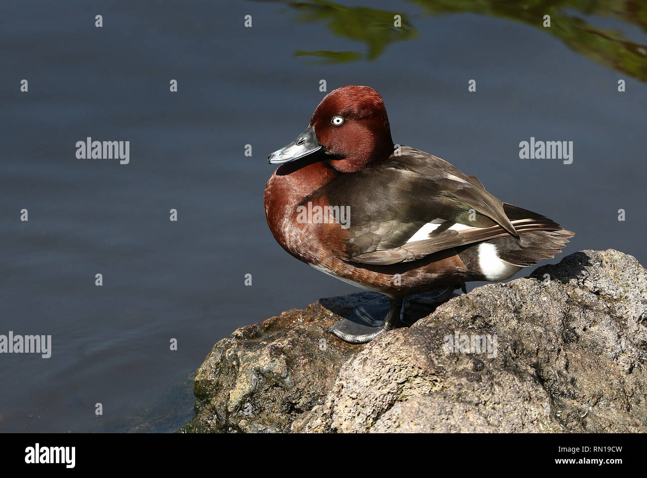 Oder pochard Moorente (Aythya nyroca) am Ufer posing Stockfoto