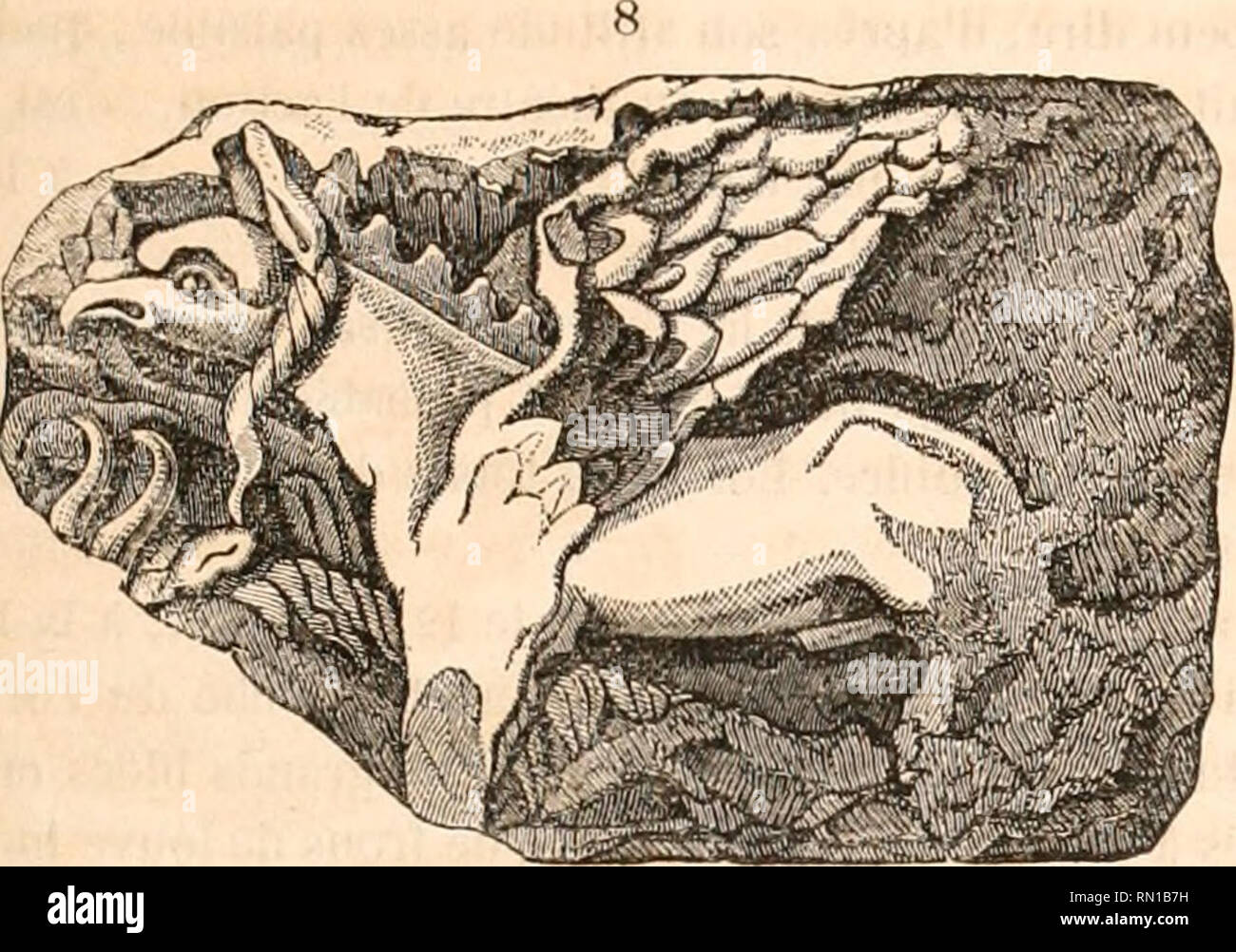 . Annales de la Société d'Landwirtschaft, Wissenschaften, Künste et Commerce du Puy. 22:. 8. Griffon terrassant un Taureau; au Fond de La Scène, branclia-ges et feuilles de Chêne. - La tète du Griffon, sa crinière Tres-sée Autour du Cou ressemblent beaucoup à ce qui distingue un pareil Tier figuré sur le claveau Antiken trouvé k Clermont, et dont nous venons de Parler. Länge 1,30 (N" 19 Du ¥/- Moiré). 9. Quadrupède, Un Ours peut-être, dressé sur les pattes de derrière et tourné à gauche. Länge approximative, 0,70 {N° 18 du Mémoire). 10. Sanglier et Tier fantastique. - L'artiste a représent Stockfoto