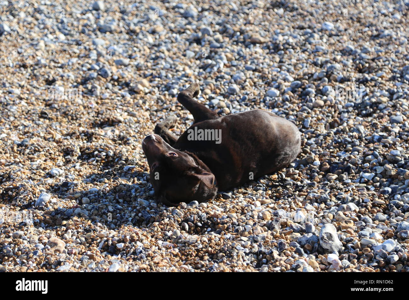 Hund am Strand in der Sonne feilbieten Stockfoto